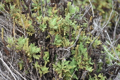 Phacelia ixodes