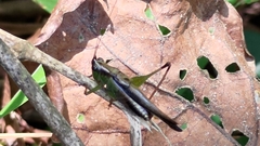 Conocephalus maculatus