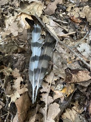 Accipiter