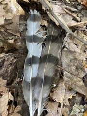 Accipiter