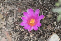 Ariocarpus kotschoubeyanus