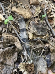 Accipiter
