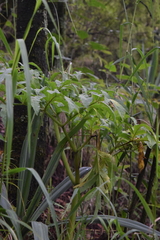 Prionosciadium thapsoides