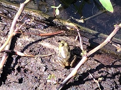 Lithobates clamitans