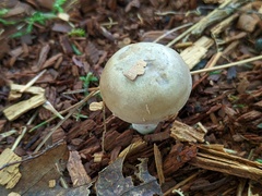 Lactarius cinereus