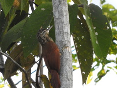 Dendroplex picus