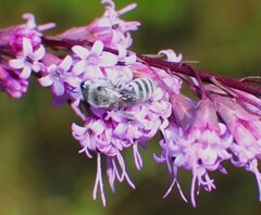 Colletes