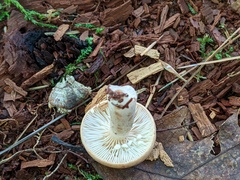 Lactarius cinereus