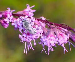 Colletes
