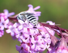 Colletes
