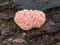 Tubifera ferruginosa acutissima