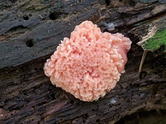 Tubifera ferruginosa acutissima