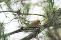 Peucedramus taeniatus