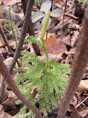 Dendrolycopodium dendroideum