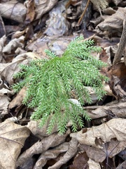 Dendrolycopodium dendroideum