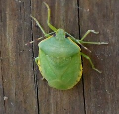 Nezara viridula