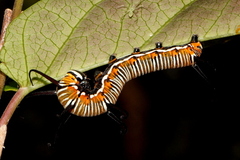 Euploea core corinna