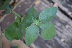 Ruellia drummondiana