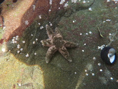 Leptasterias hexactis