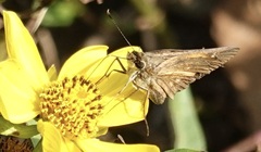 Poanes viator