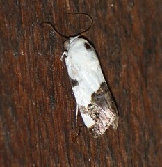 Tarache tetragona