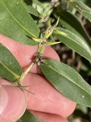 Lithospermum canescens