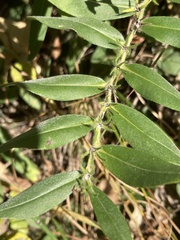 Lithospermum canescens