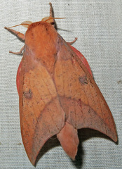 Image of Adeloneivaia subangulata