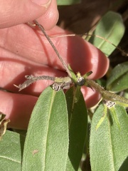 Lithospermum canescens