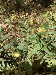 Lithospermum canescens