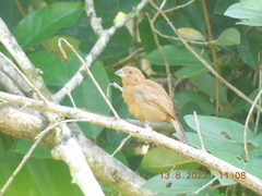 Cyanocompsa parellina