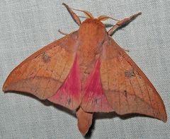 Adeloneivaia subangulata