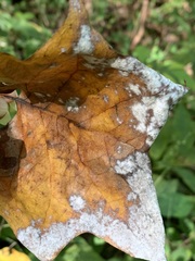 Erysiphe liriodendri