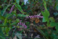 Persicaria longiseta