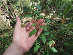 Ditrysinia fruticosa