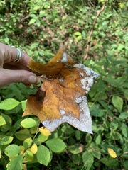 Erysiphe liriodendri