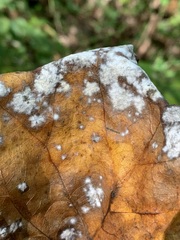 Erysiphe liriodendri