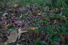 Persicaria longiseta