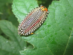 Cerace xanthocosma