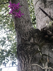 Barkeria scandens