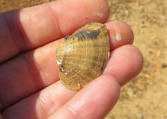 Truncilla donaciformis