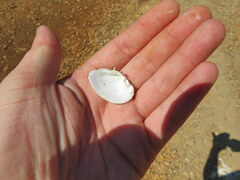 Truncilla donaciformis