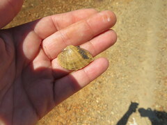 Truncilla donaciformis