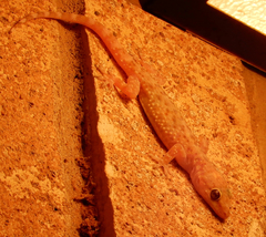 Hemidactylus turcicus