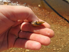 Truncilla donaciformis