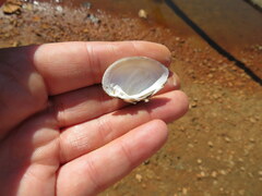 Truncilla donaciformis