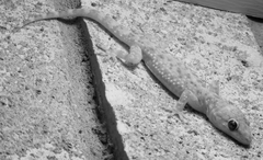 Hemidactylus turcicus