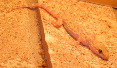 Hemidactylus turcicus