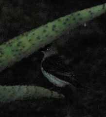 Cinnyricinclus leucogaster