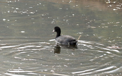 Fulica americana americana